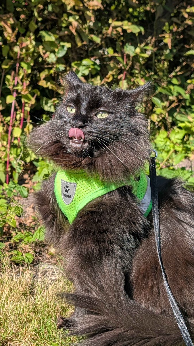 Mag das Internet noch Katzenbilder?