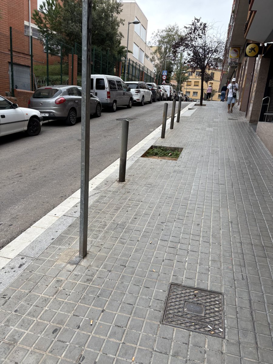 Poco se habla de que todos los árboles que se plantaron en 2024 al menos en Distrito 4 han muerto por falta de riego