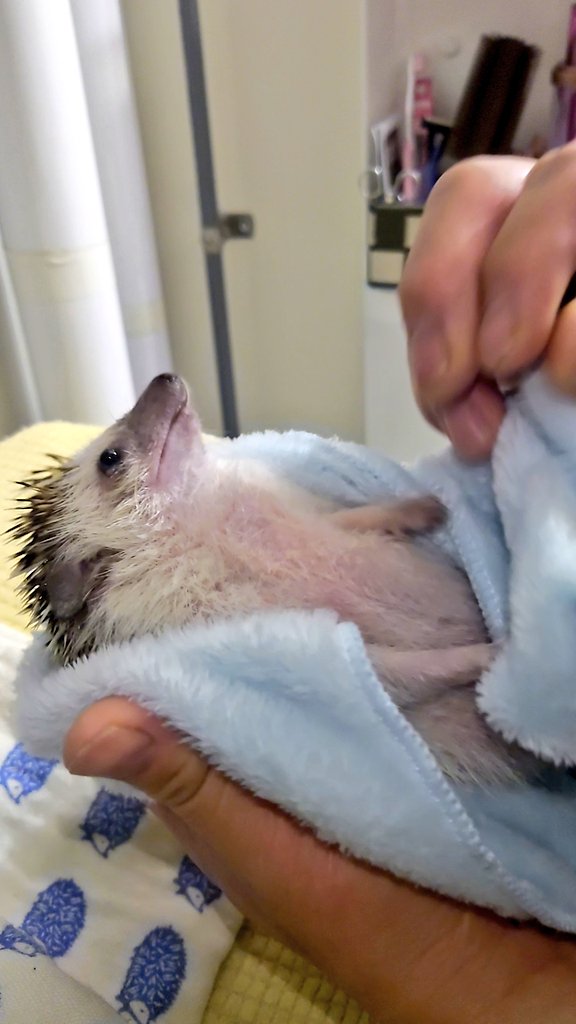 おもちお風呂に入りました🤭これで少しフケがおさまるといいんだけど😅