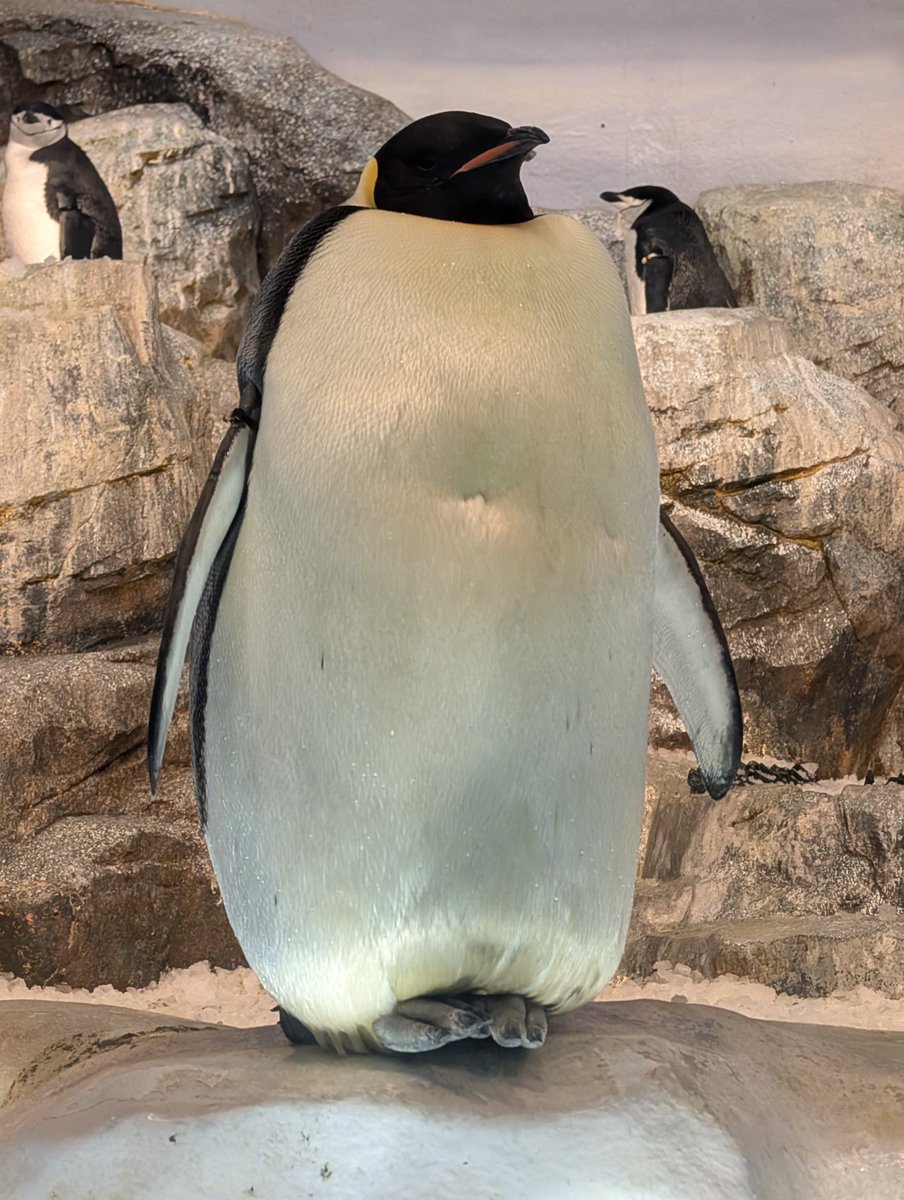 ペンギン ドミニオンペンギン❤︎世界唯一見られるDOMINION PENGUIN ペンギンの滝｜阿蘇カドリー・ドミニオン - 阿蘇カドリー