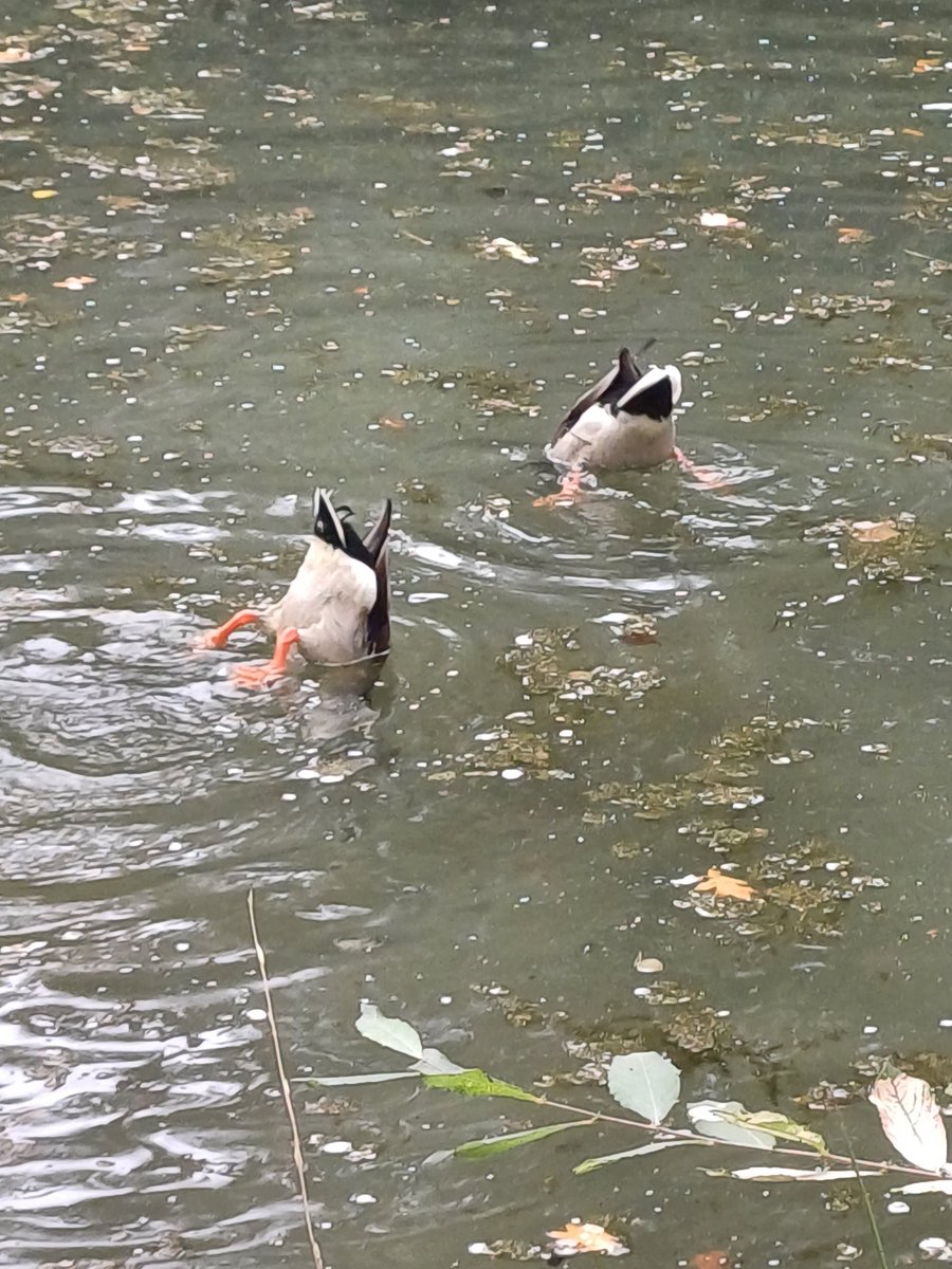MiriamvLubek's tweet photo. Synchroonzwemmen in het #Springendal https://t.co/gczRHZdWgd