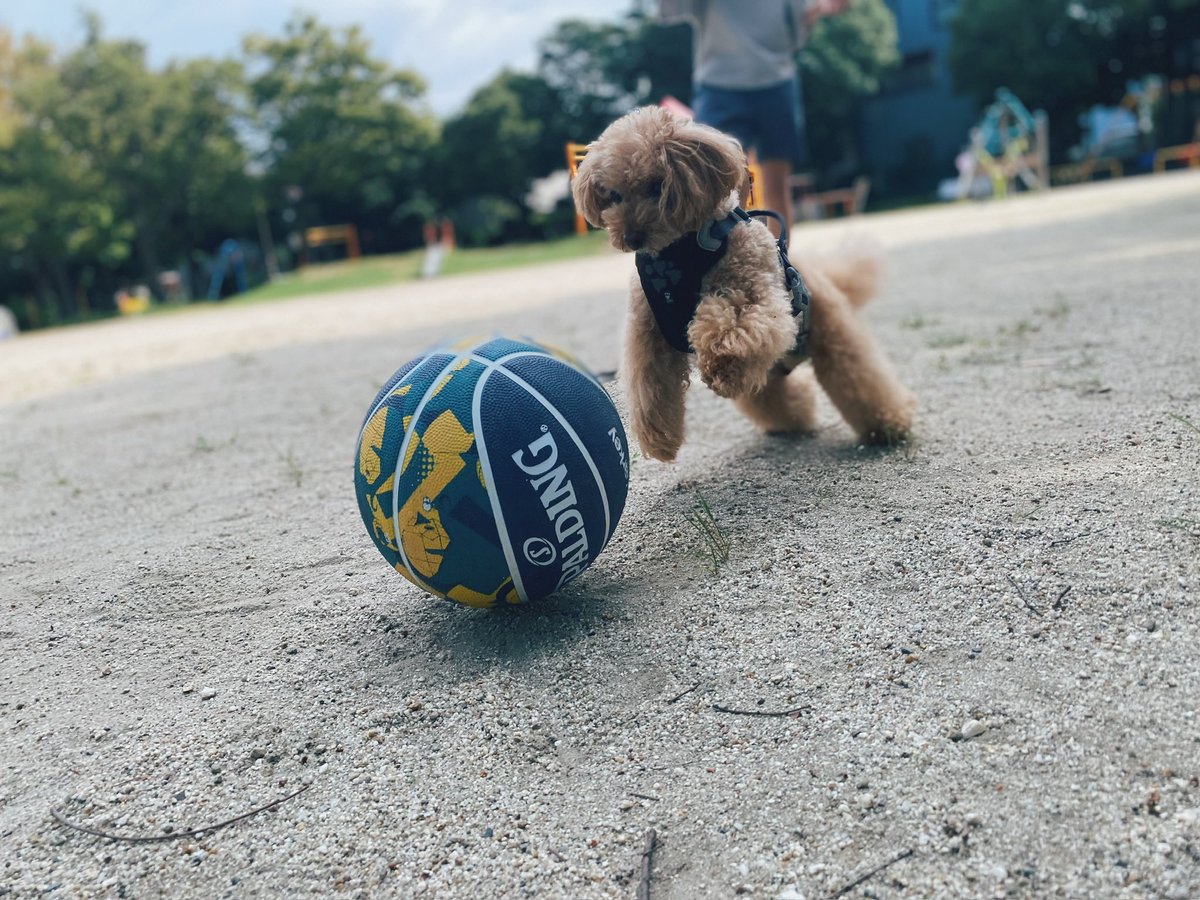 mocomocobiyori's tweet image. 公園でバスケしたよ🏀🐾
#トイプードル
#goparkey
#SPALDING