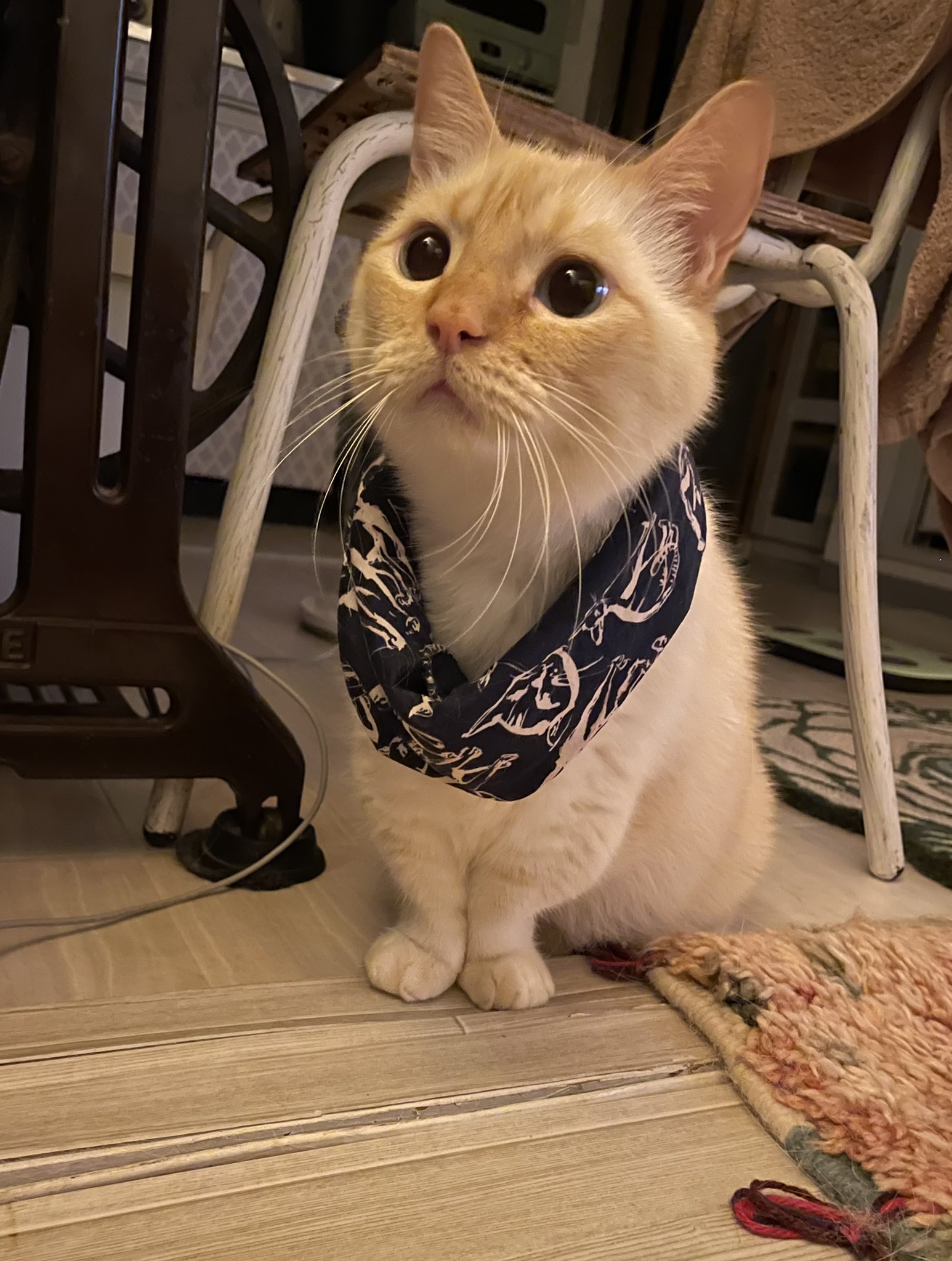 購入前に連絡下さい★猫飼ってます•*¨*•.¸♬︎ 楽天市場】【楽天ランキング1位入賞】獣医師監修 猫 トンネル