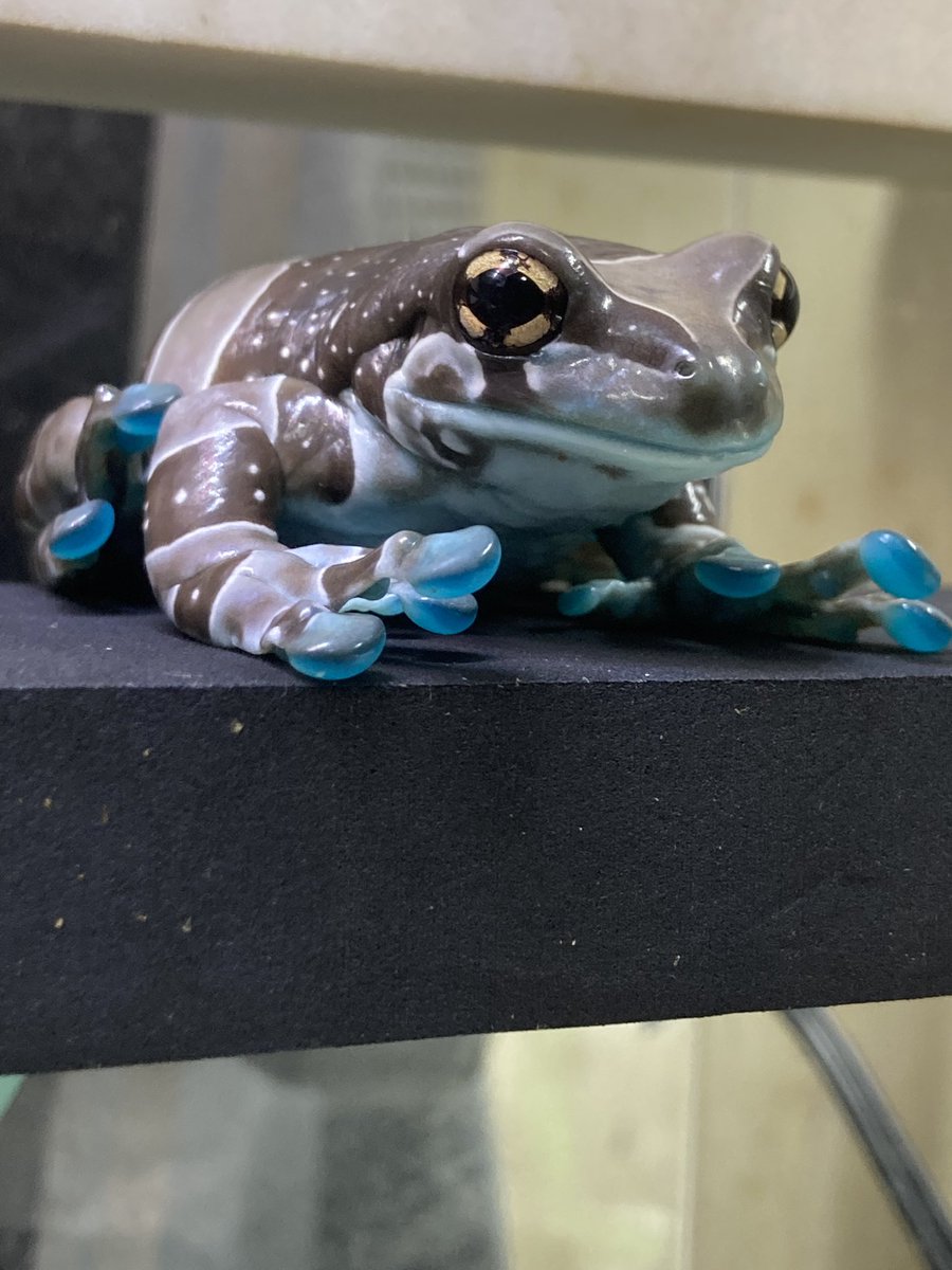 csdkh129's tweet image. そ…それはゴールキーパーの構え！