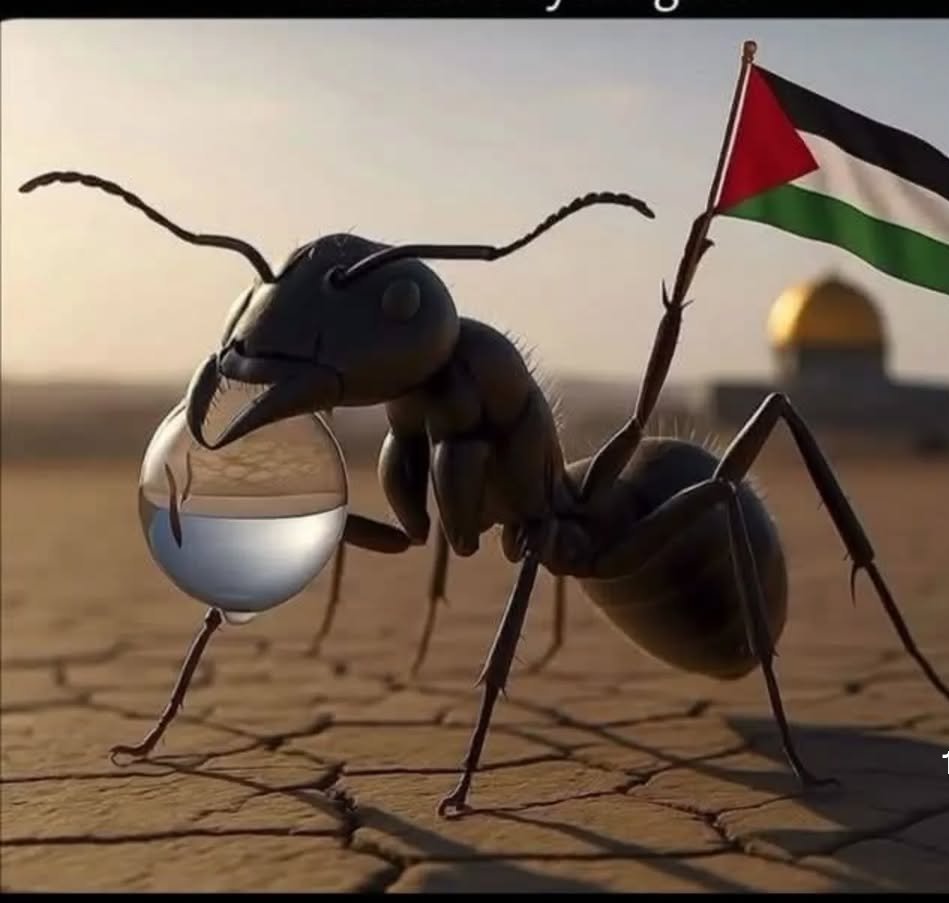 #SumudForGaza #SumudFilosu