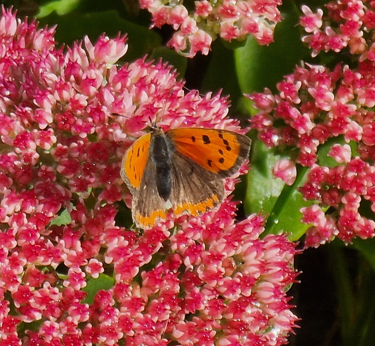 GlennHutton6's tweet photo. A Small Copper has joined a Red Admiral in the garden this morning 
 #lateseptember . https://t.co/rhz7bicE14