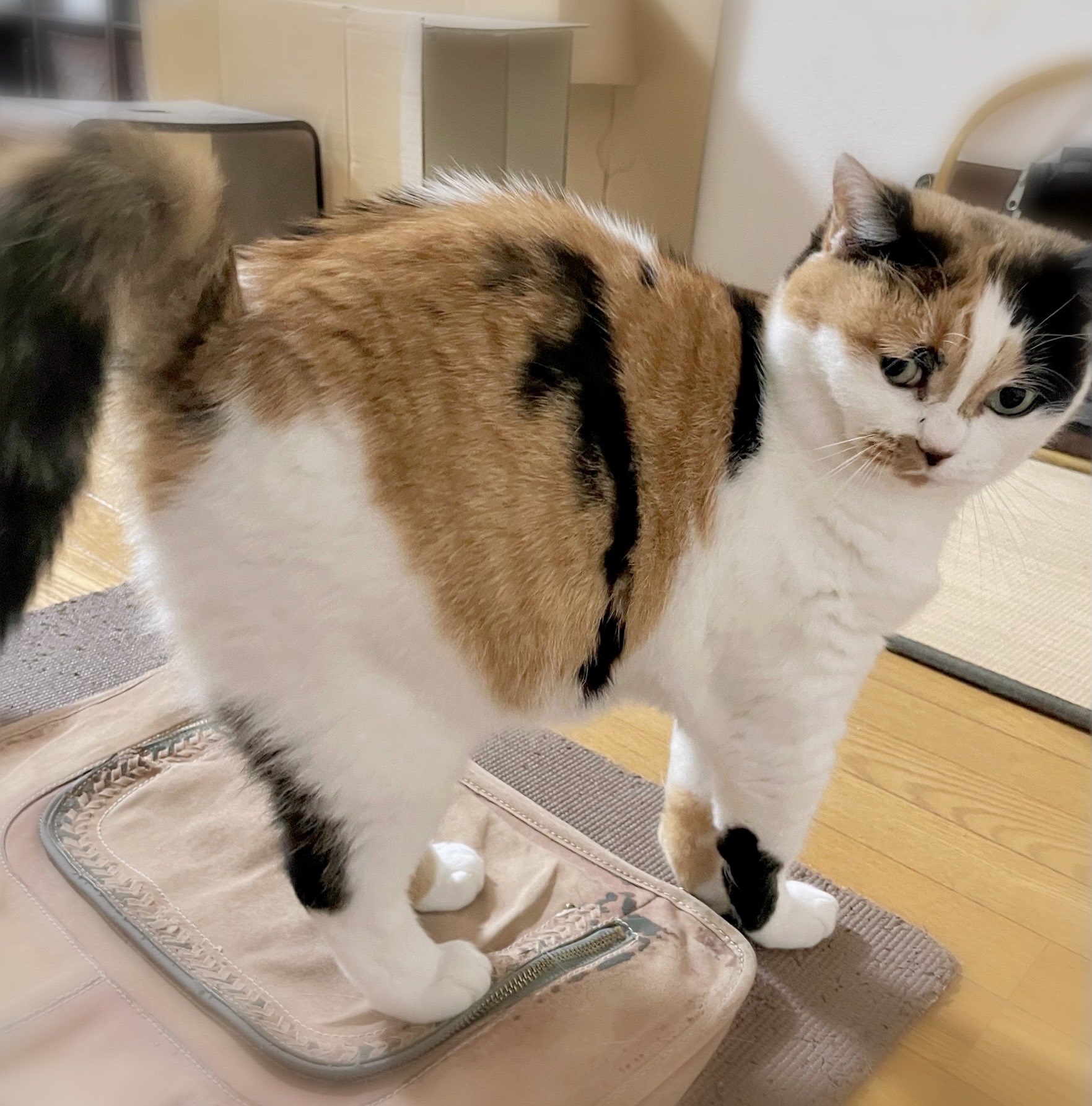 にゃんころもちページ まねっこ にゃんころもち | 書籍 | PHP研究所