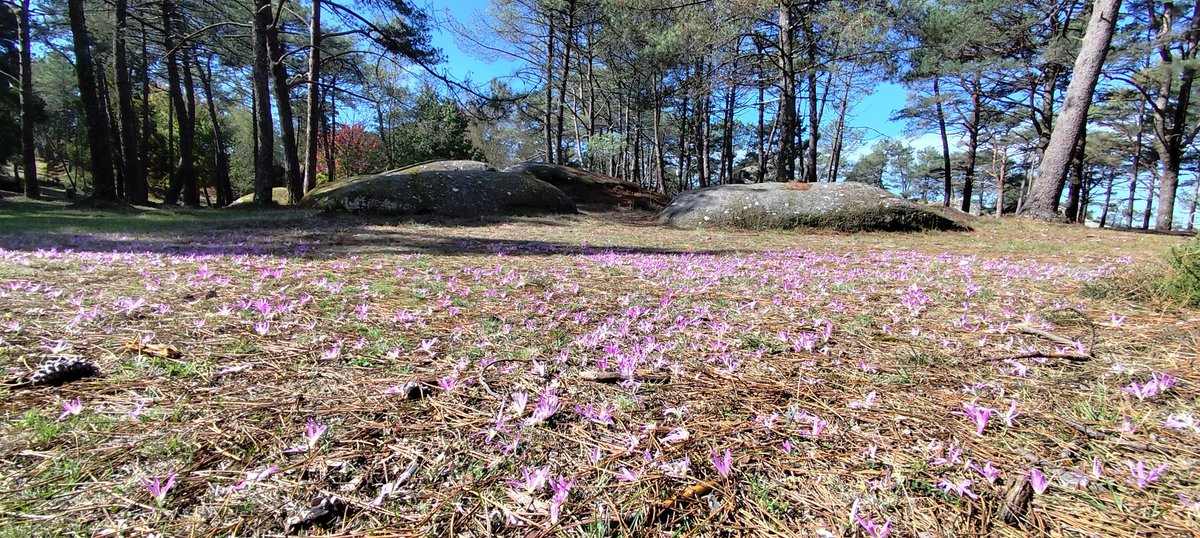 Outono 🍂🍁 is coming!!! #Xeografiando no #MonteAloia