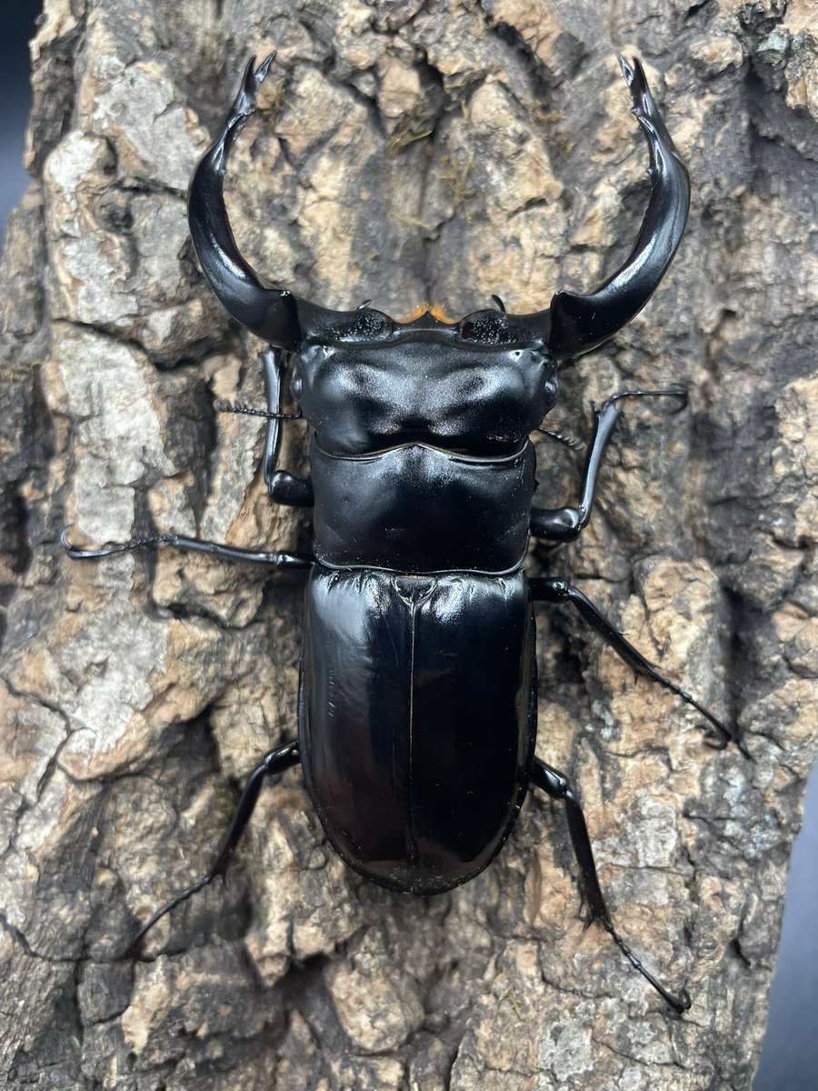 かっつん (@uq4yufhZFyiqsxY) / Posts / X