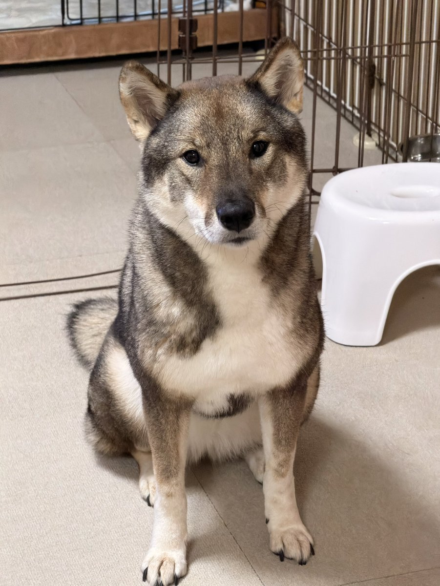 ふわふわになりましたよ
＃四国犬