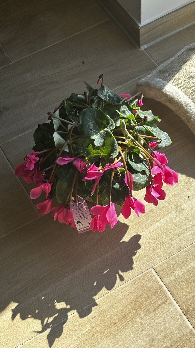 This is why we don’t have flowers. Cz wdym we got these yesterday and they already look like this?