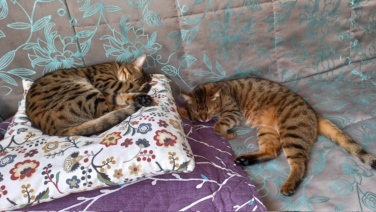 раскидали мусор по всему дому и спят