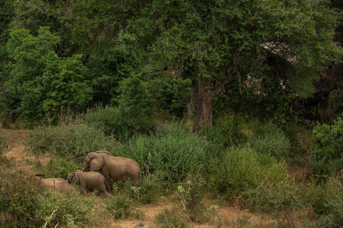 exploit_safaris's tweet photo. https://t.co/3oZ3kI0b5R