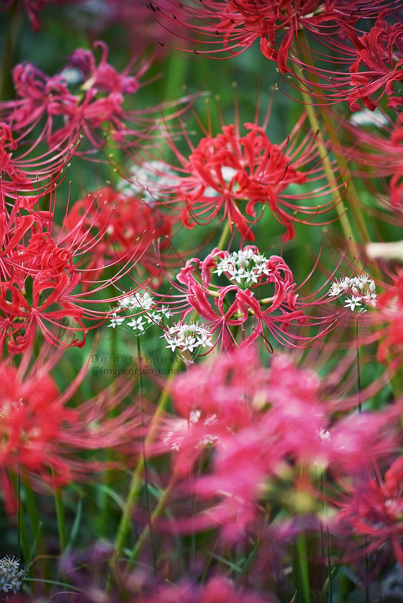 蓮花 千葉公園で古代ハス（大賀蓮）開花｜千葉市 | ニッポン旅マガジン
