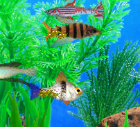 baibaililyy's tweet photo. 2 of my fishes are sick :((((((( https://t.co/gTH0mt1JeP