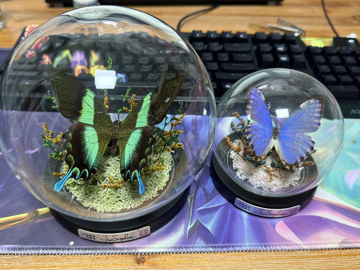 청주 렙타일 어드벤쳐 나비정원 나비🦋👏
제비나비(녹색)구매🥰
#나비정원이준섭