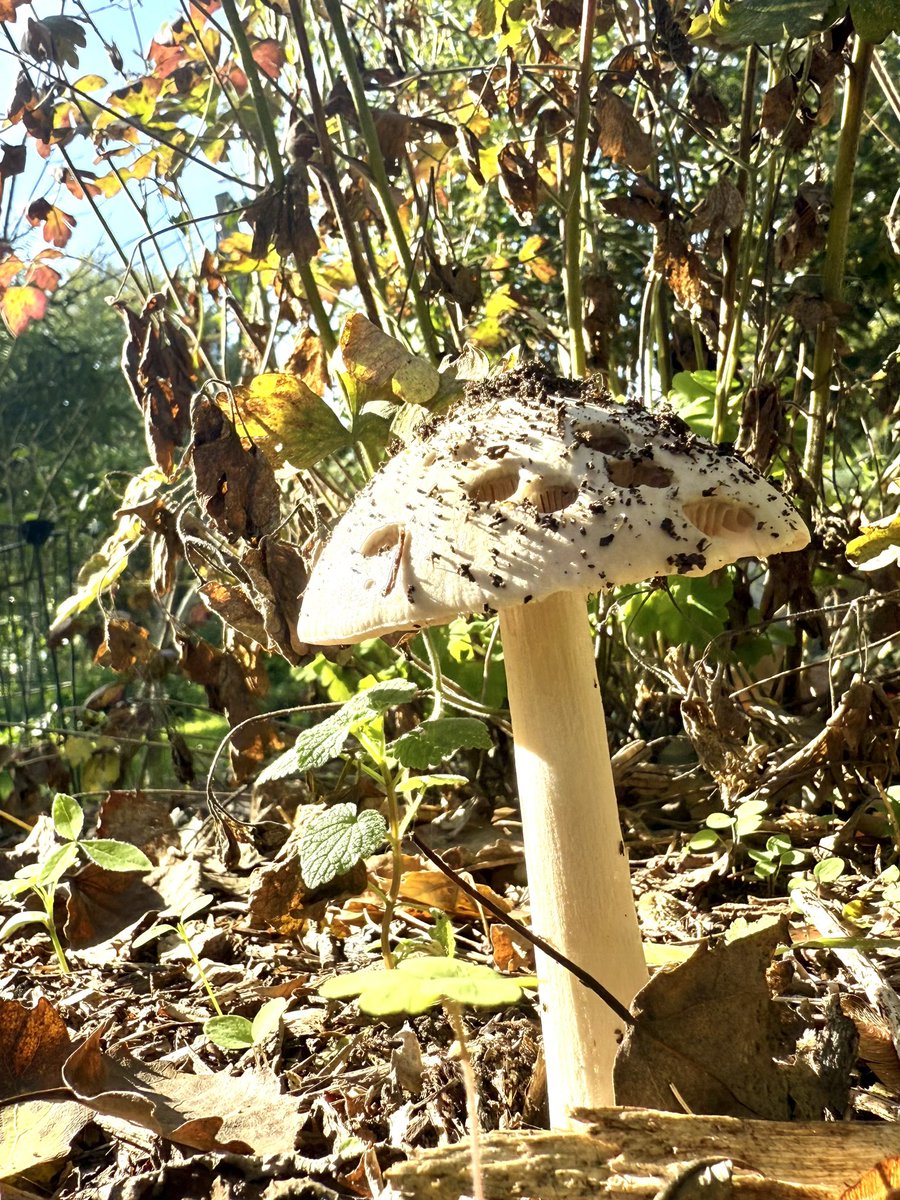 Rifovand's tweet photo. Herfst in de tuin in Veen 🍄‍🟫🥰 https://t.co/xHQS9lRvAf