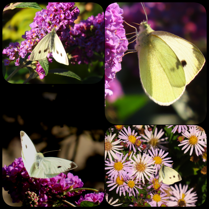 CCommijs's tweet photo. Ook een heleboel #witjes 🦋 https://t.co/Yw0PUs5geK