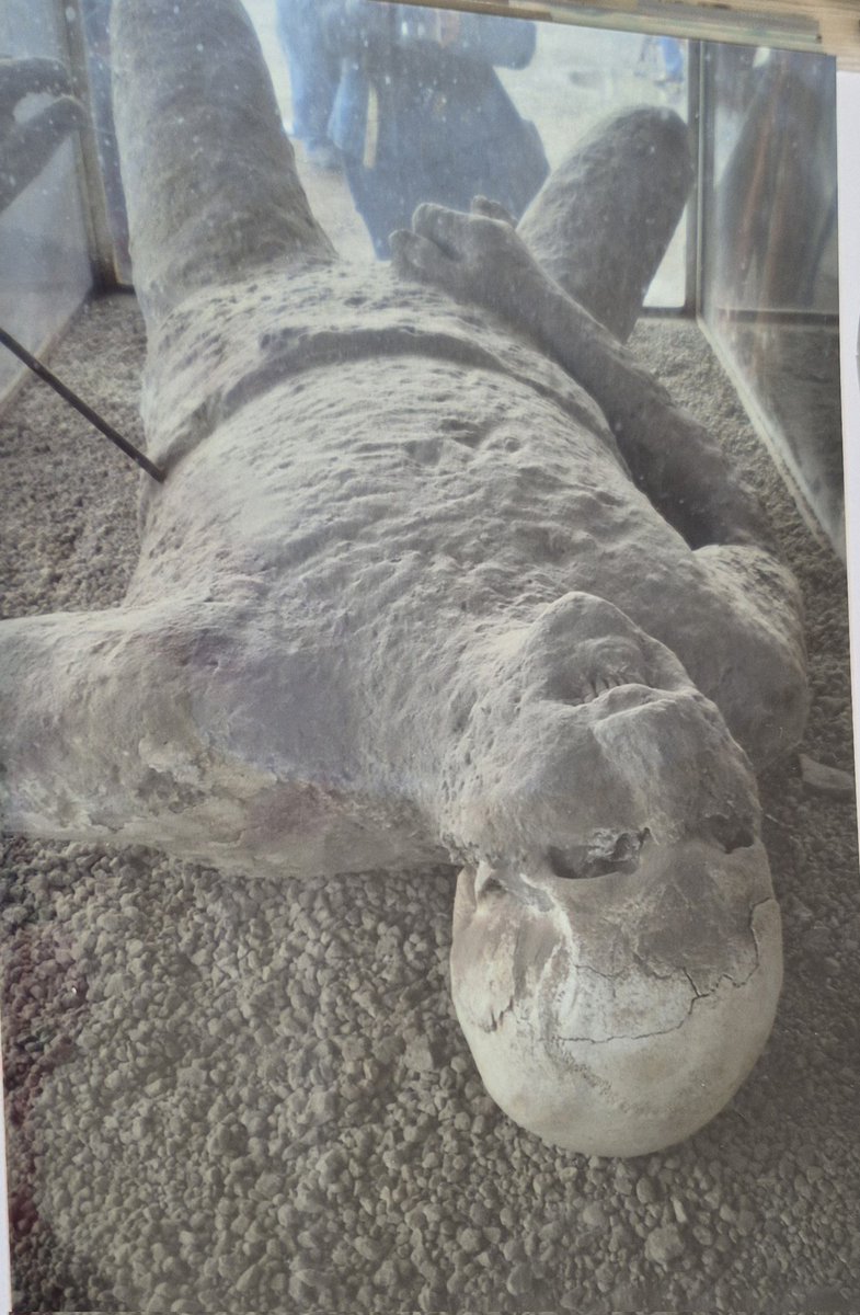 Vicky the labrat tweet media