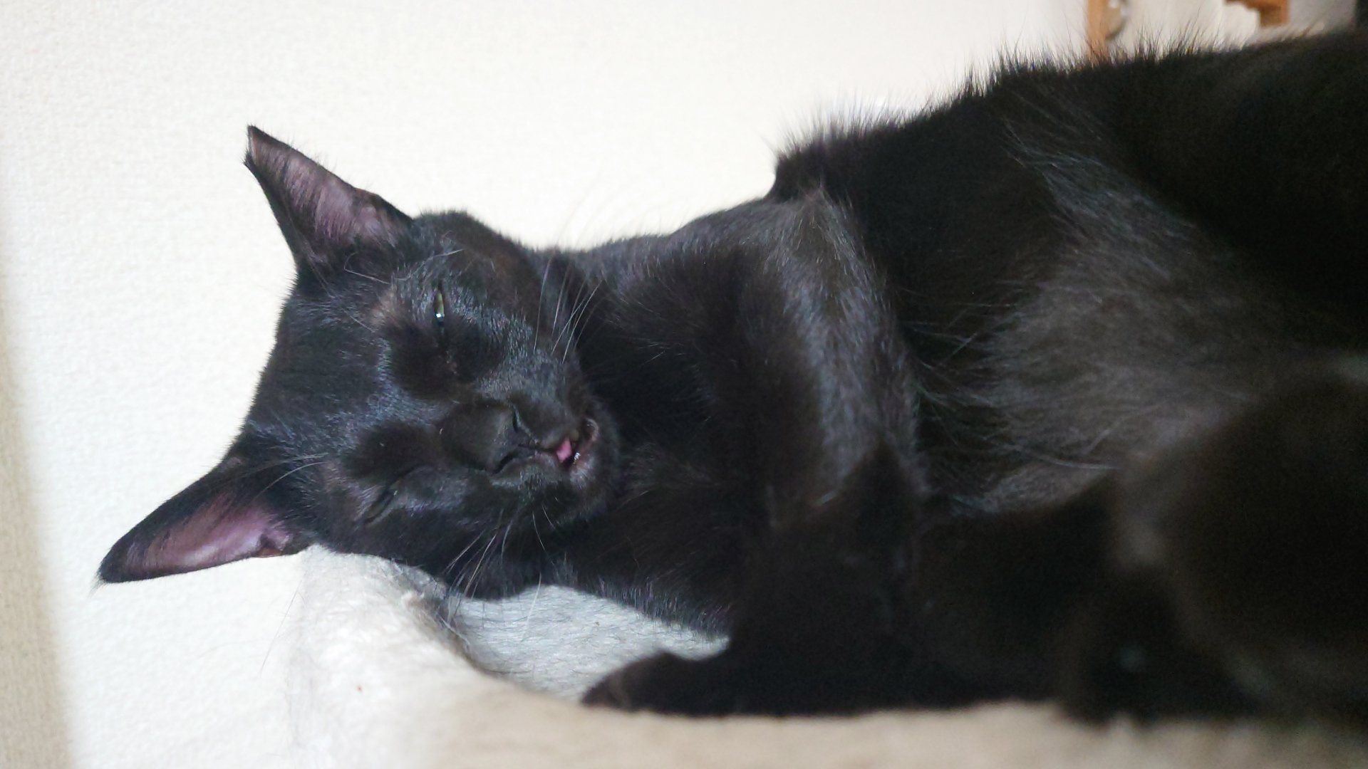 TKG-とかげ-＆ざくろ・ムタ・くるみ・紅姫 on X: 