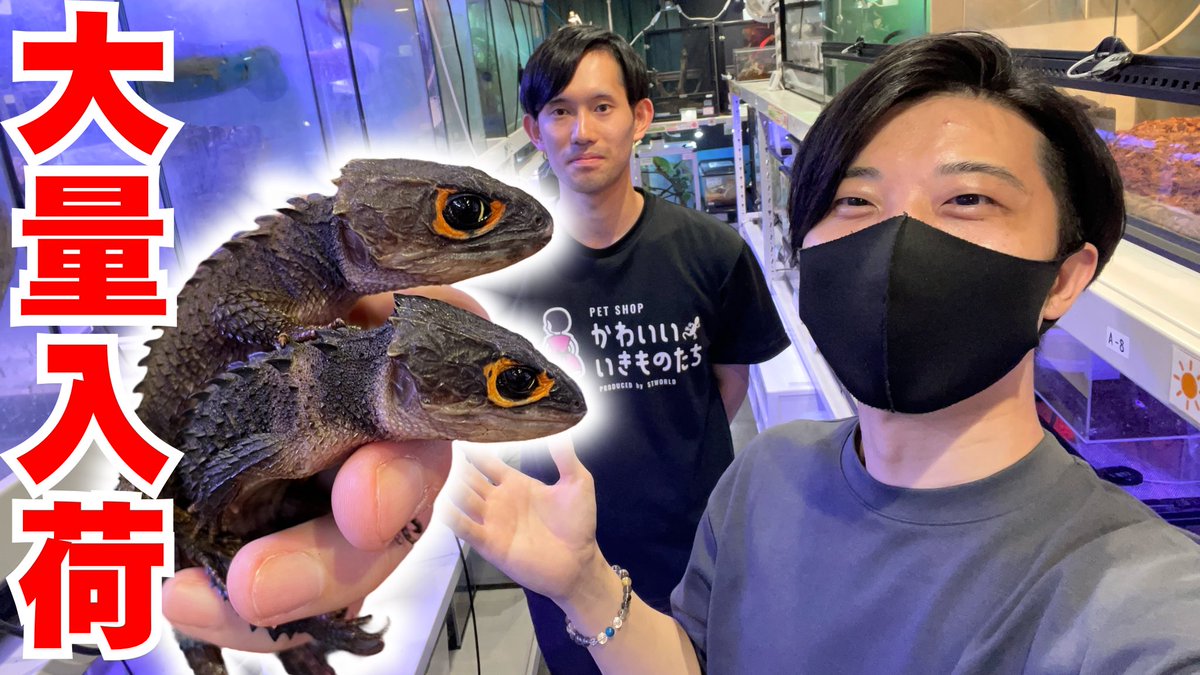 ▼YouTube更新

大人気の「あの生き物達」が大量に入荷したようです！
youtu.be/BuTIZRcPE_8

フォロー＆RPでRAFchステッカー当たります🎯
本日も宜しくお願いします🤲