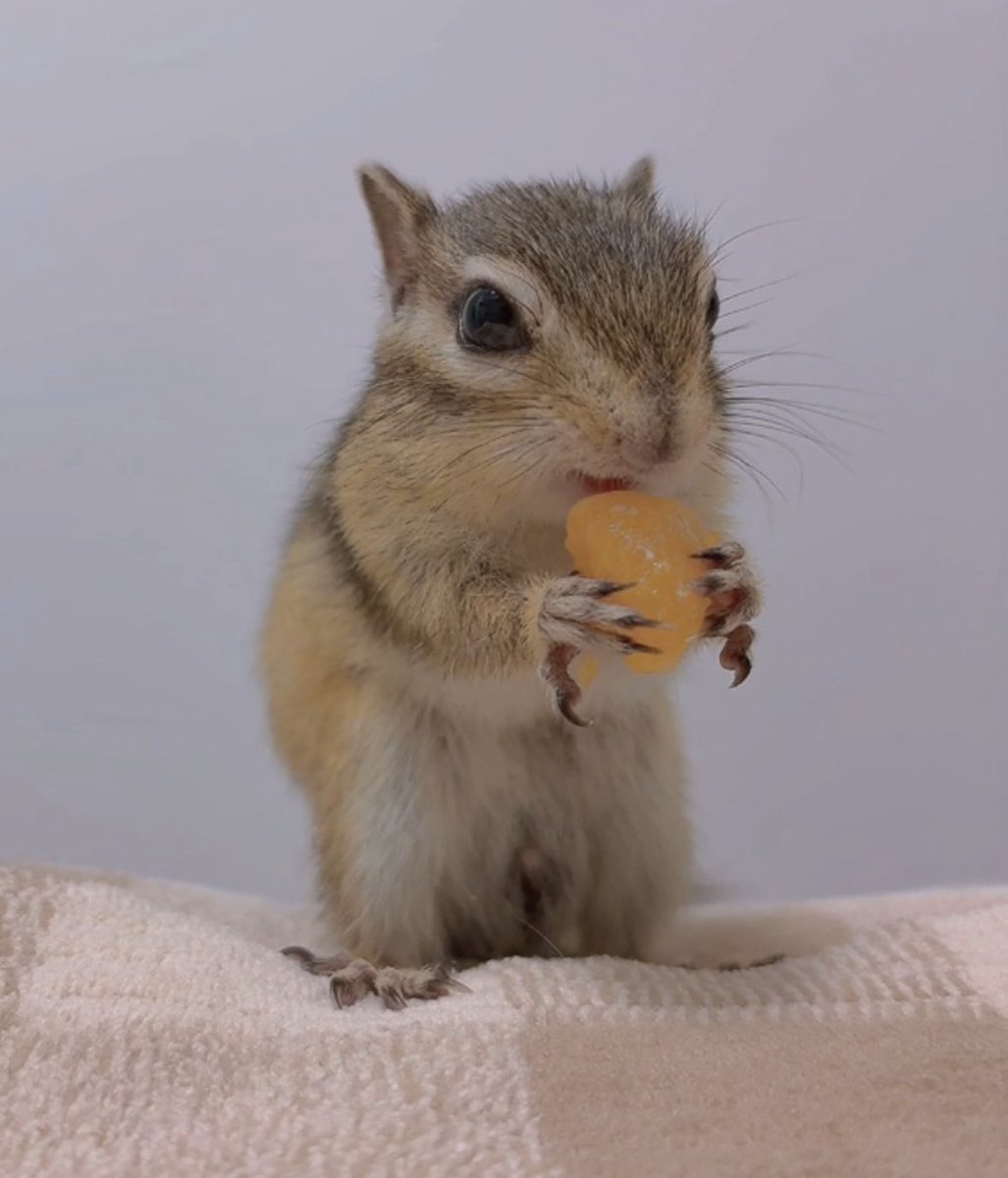 確認୨୧⑅*.(∩>o<∩)♡ 朧月夜 (@quZJ7Uwjix4020o) / Posts / X