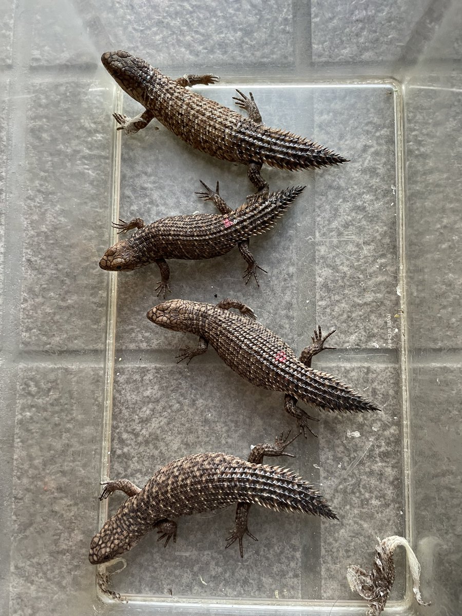 とんぶり市に持ってくストケスイワトカゲ
多分真ん中2匹メス
上と下がオスだと思う

※推定ペアです