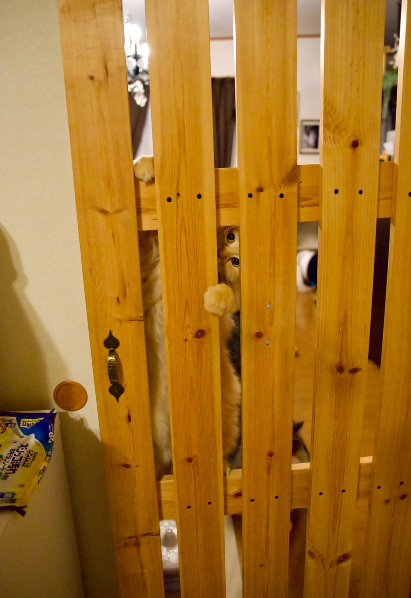 猫部屋掃除中に視線を感じて震えた
