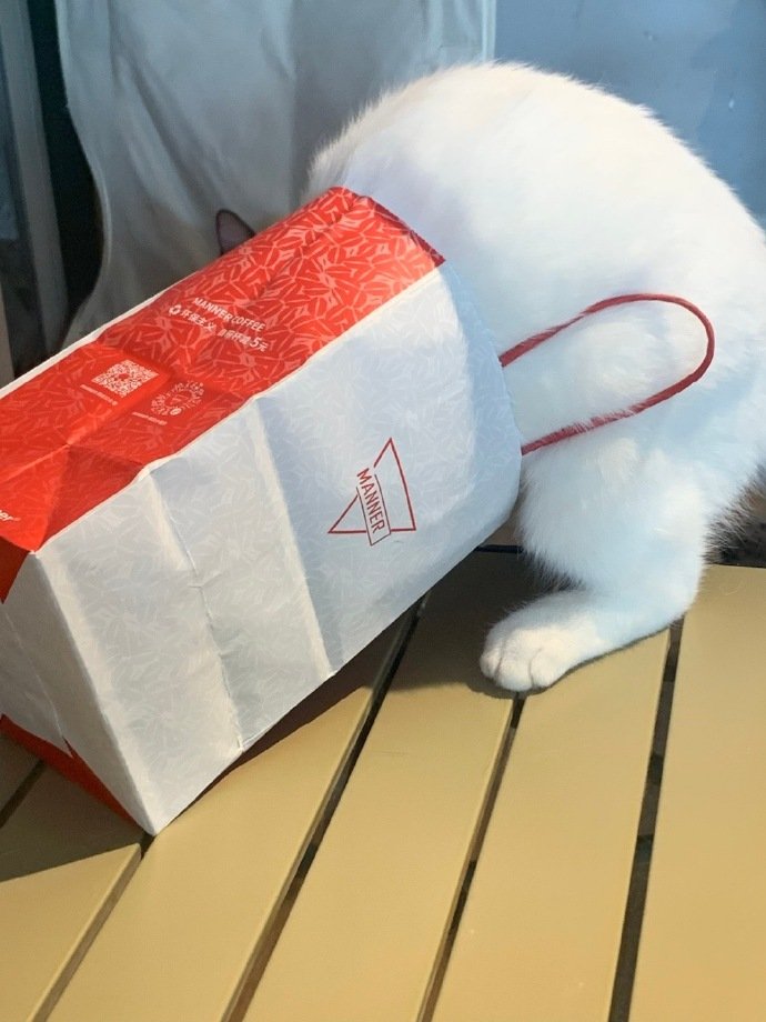 Tequildy's tweet photo. 猫の新しい遊び方。袋を探検するのが面白いんだろうね（笑）🎒 https://t.co/XJKIObci8Y