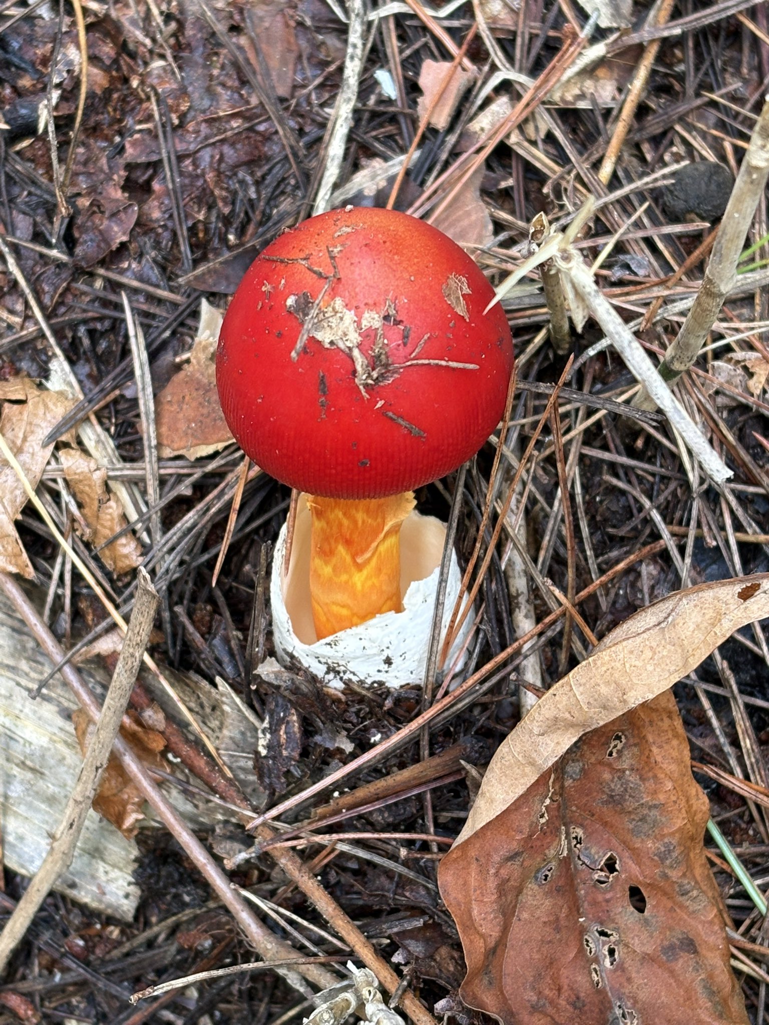 きのこ🍄 on X: 