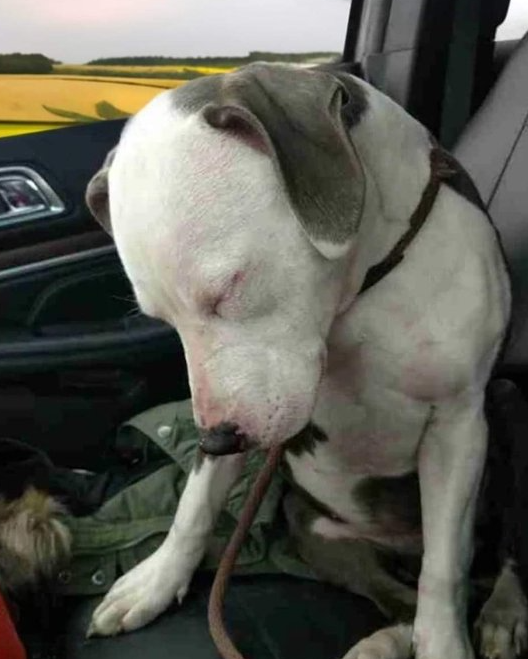 On the way home after getting adopted... he is so tired ❤