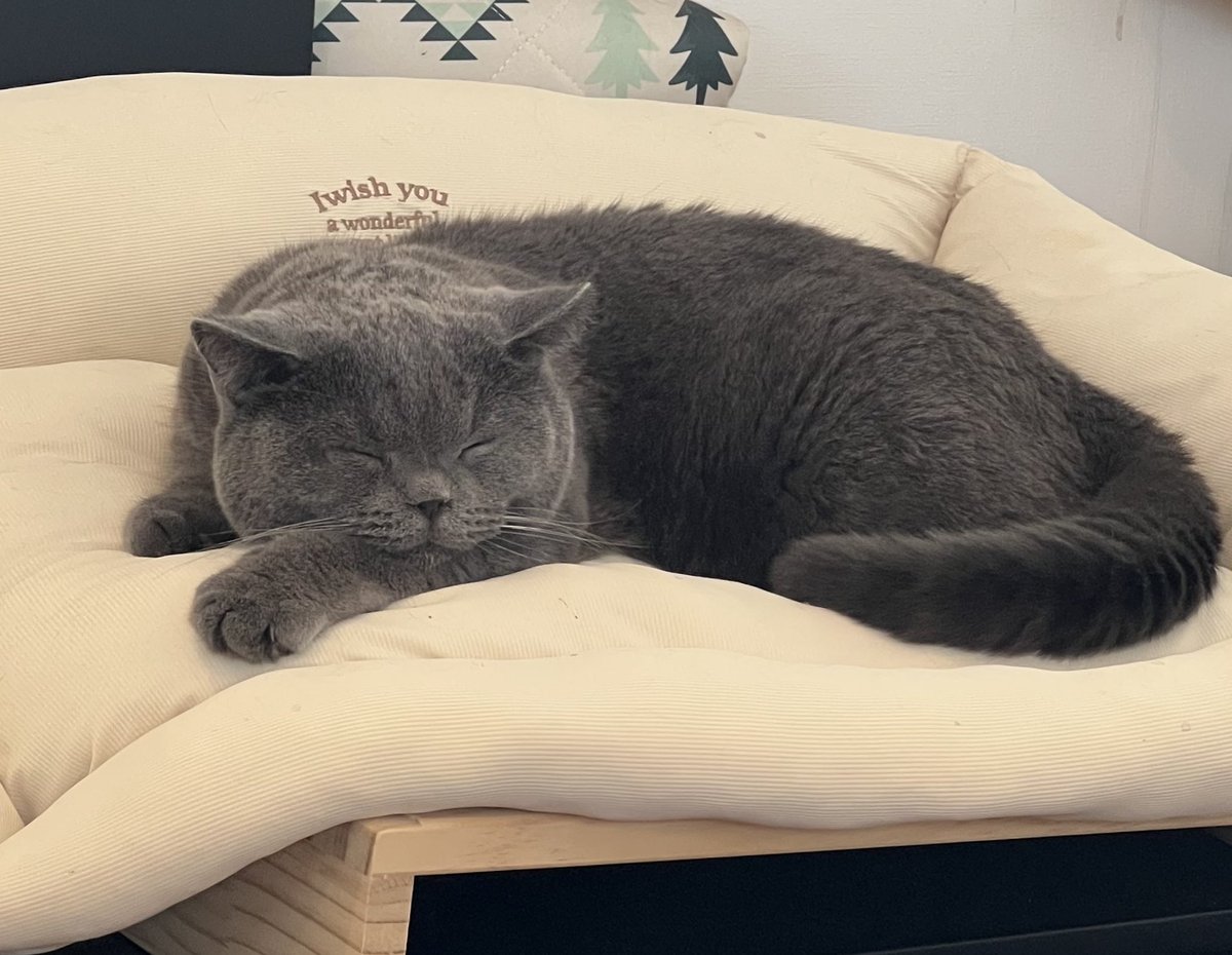 穏やかな日曜日

#ねこ #ねこのいる生活 #保護猫 #保護猫と暮らす #元繁殖猫　#猫好きさんと繋がりたい　#ブリティッシュショートヘア