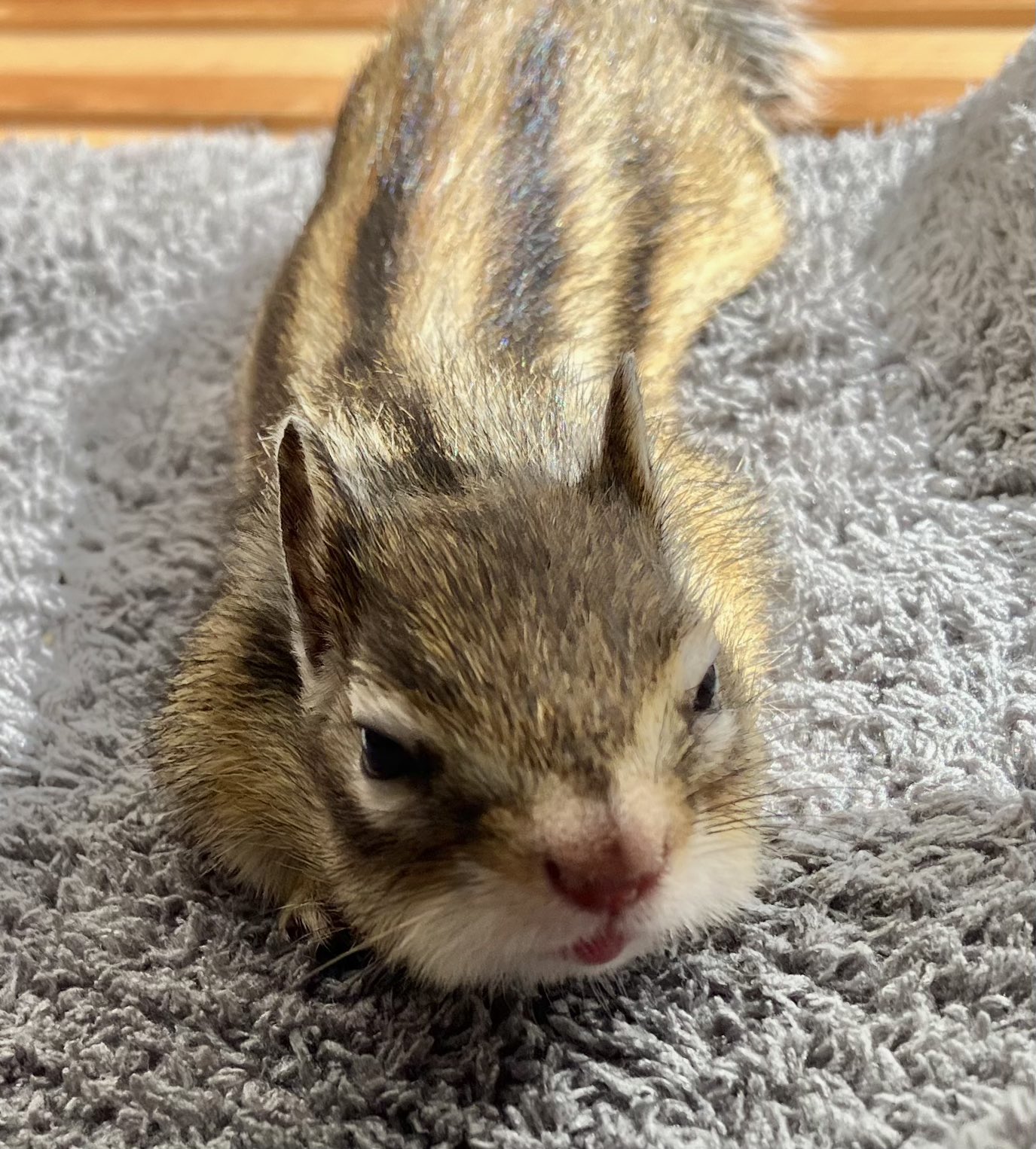 しまりすページ しまりす🐿ﾞ (@simarisuocg) / X