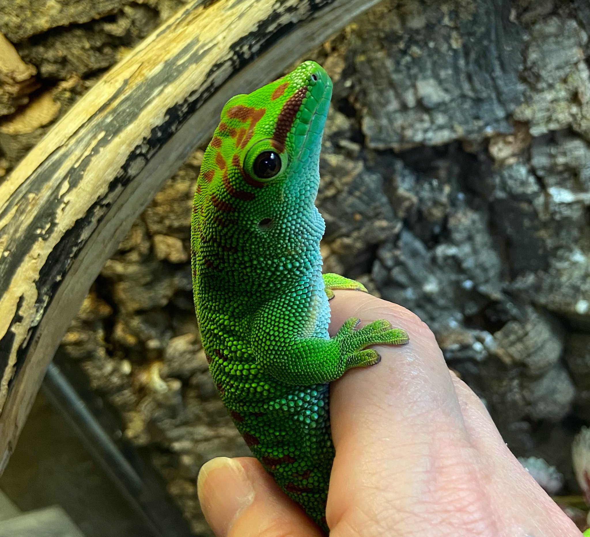 阿修羅さん on X: 