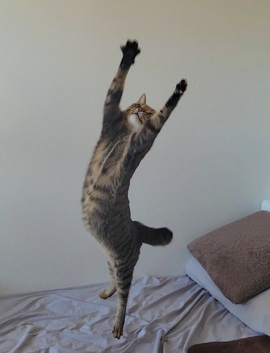 きじとら@nyan (@kigitorakun) / Posts / X