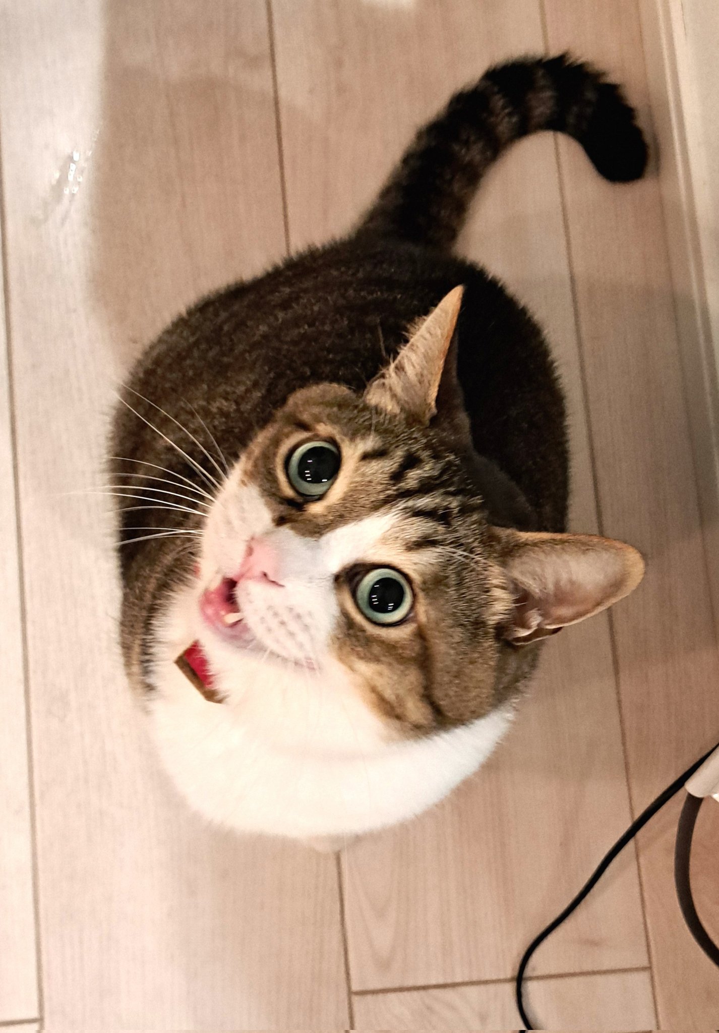 雨の日のねこ様♡ありがとうございます♡ 猫地ﾈｺﾁｬﾝ on X: 
