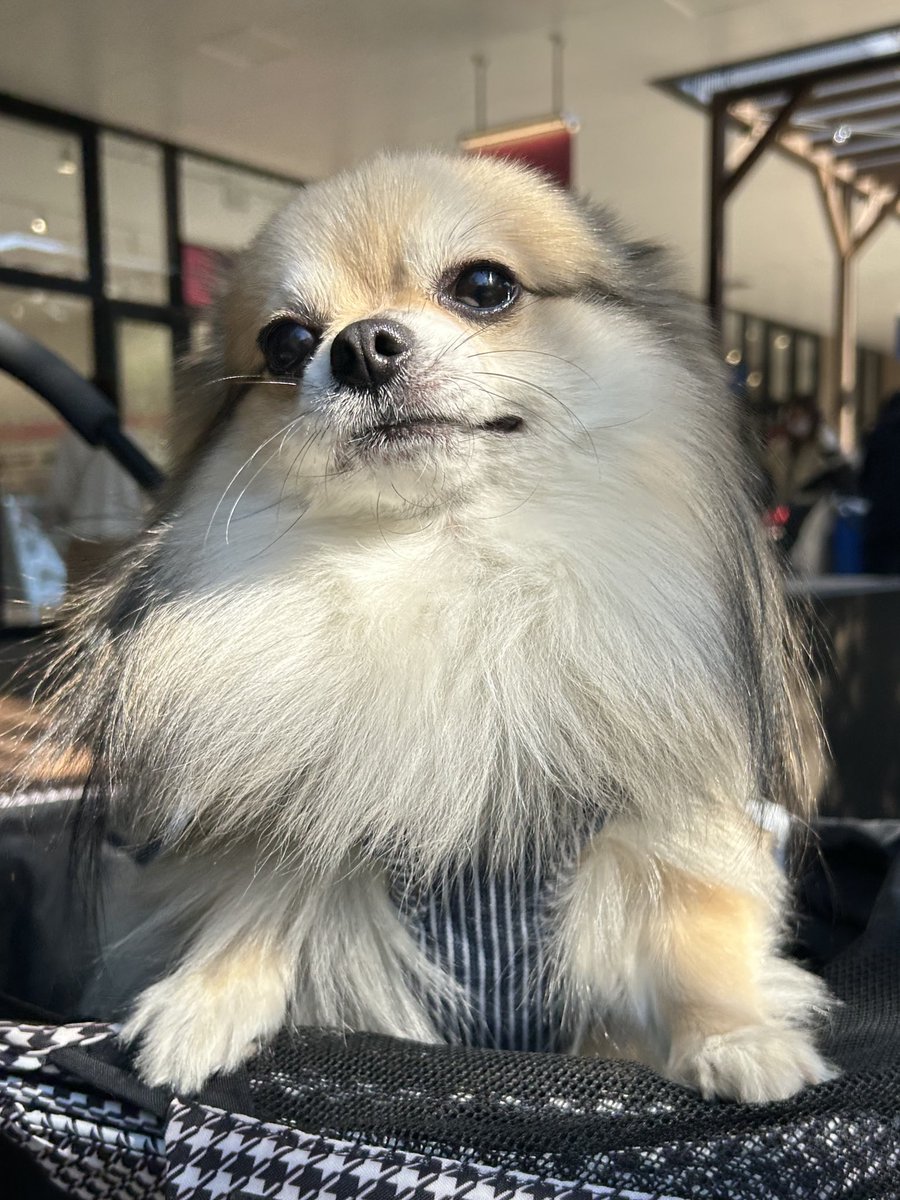 _ponta1116's tweet photo. 「えー。飼い主さん厳しいね」

#いぬ #いぬのいる暮らし https://t.co/bss98G2JkF