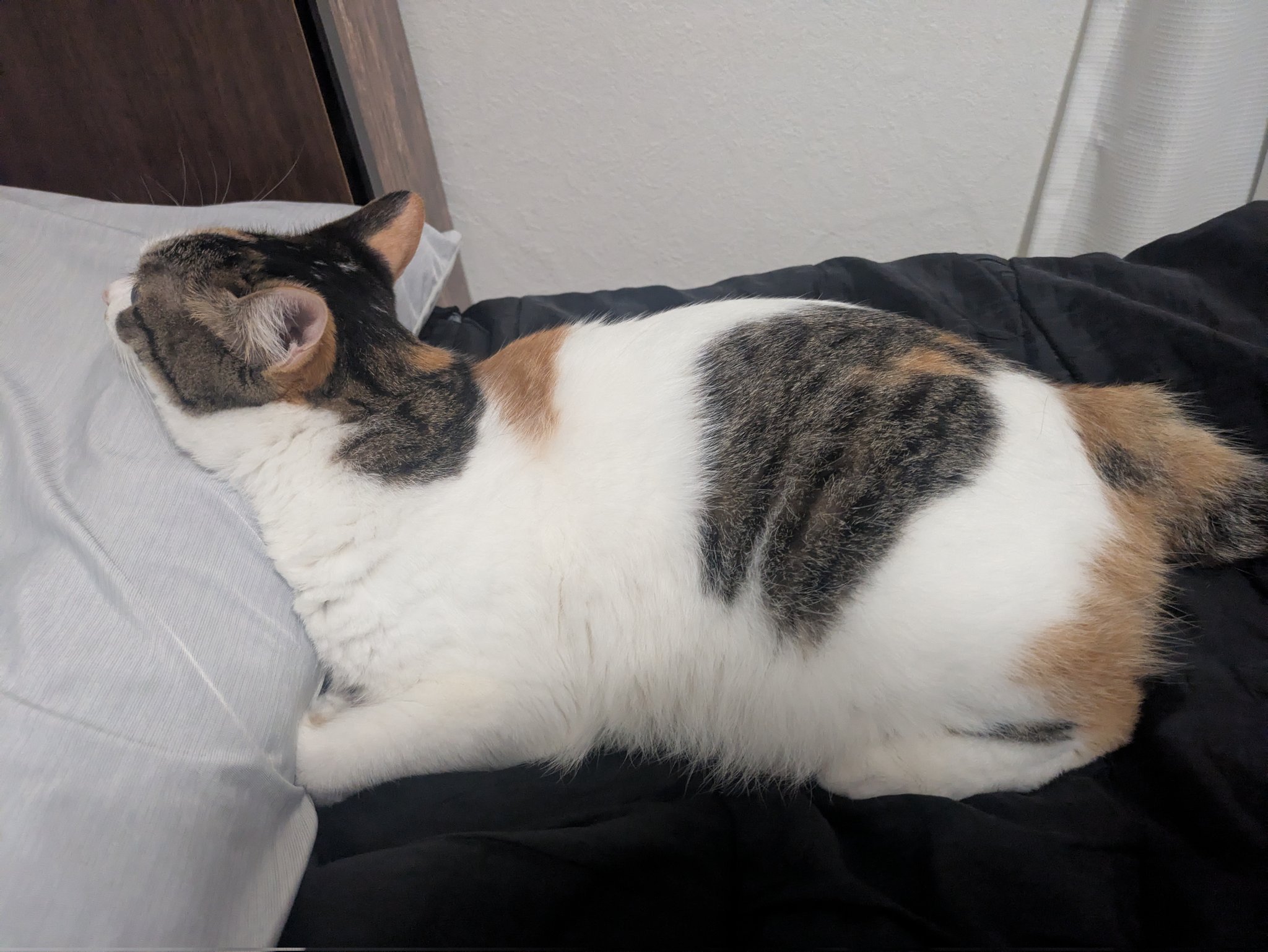 三毛猫様♡ありがとうございます♡ 三美お嬢様はお猫様 on X: 