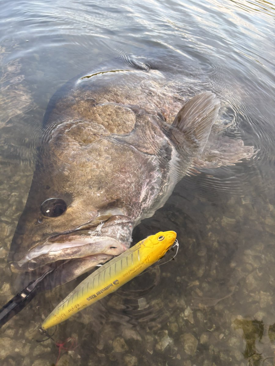 hiro 𓆝 tweet media