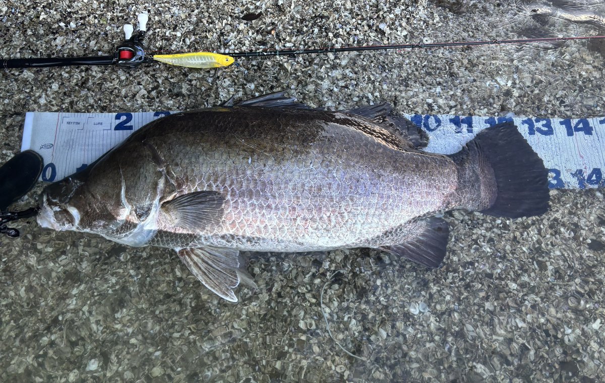 hiro 𓆝 tweet media