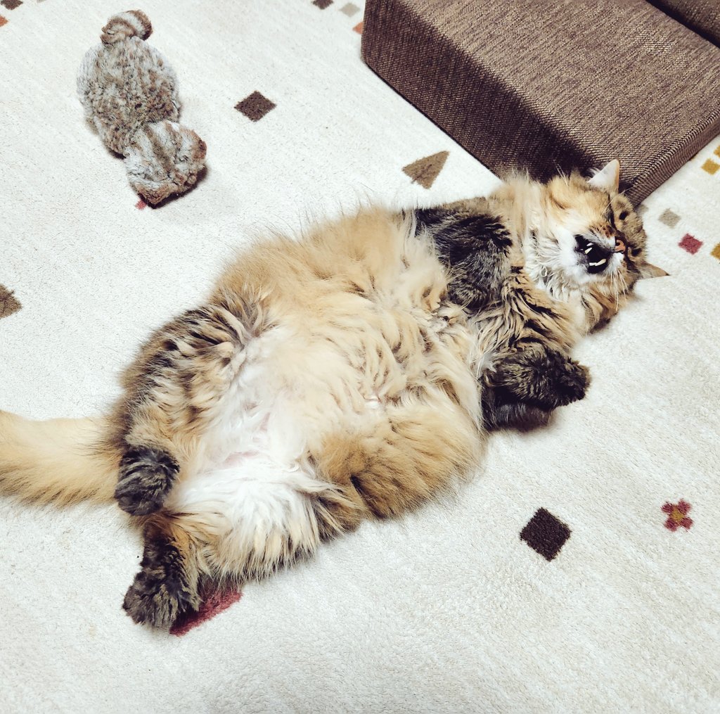 おじいさん😺は長毛だから
暑いのが苦手です
ふて寝するしかないね……❗️

#猫のいる暮らし𓏲𓎨