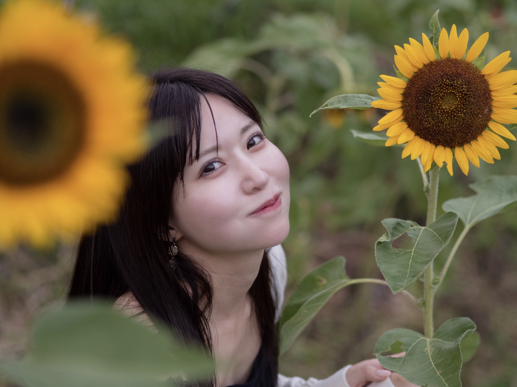 向日葵確認ページ 大きな向日葵 - Search / X