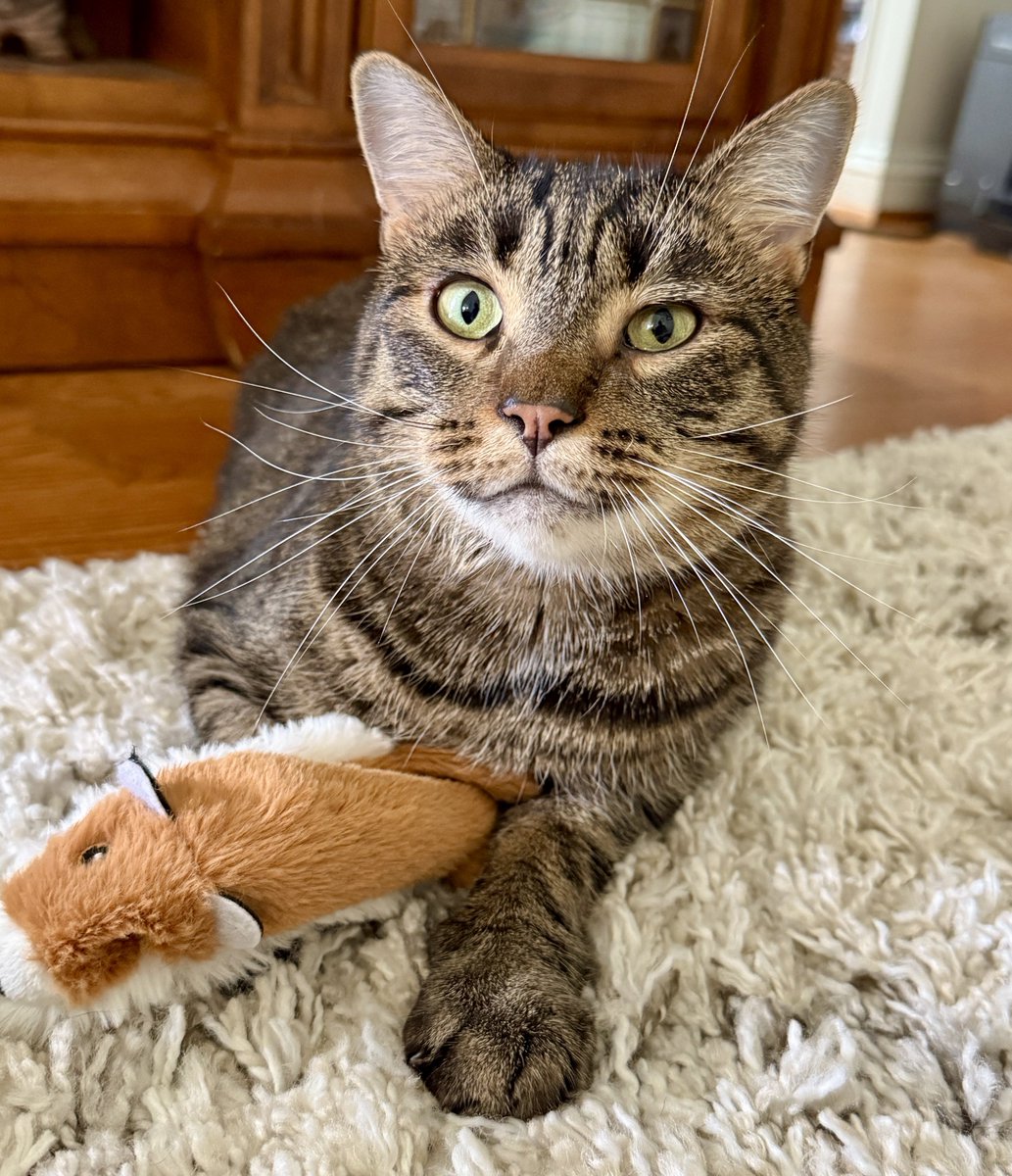 Missy the Bobtail (@missybbbobtail) on Twitter photo Momma says I have nice whiskers. ๐ Momma says I have nice whiskers. ๐