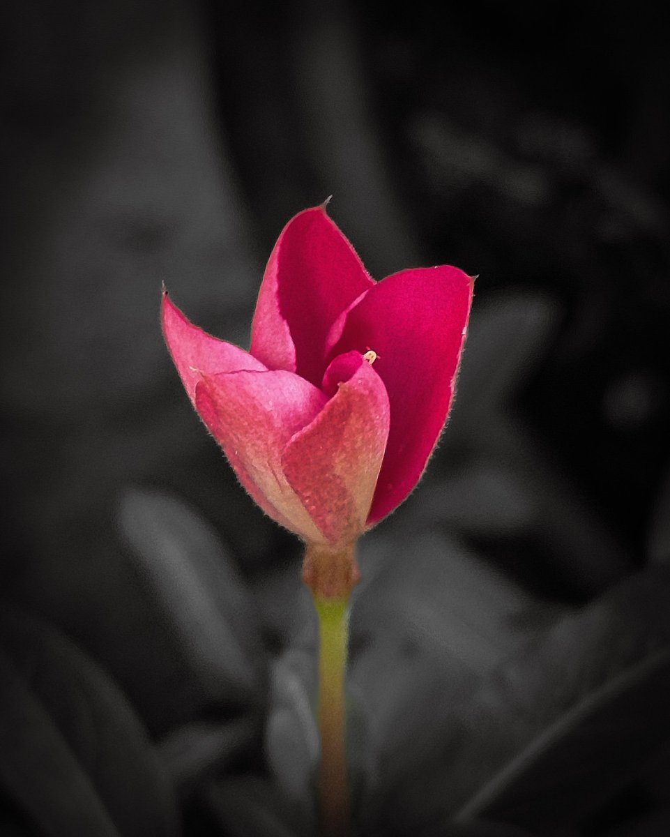 hanspal1818's tweet image. Good Eve..