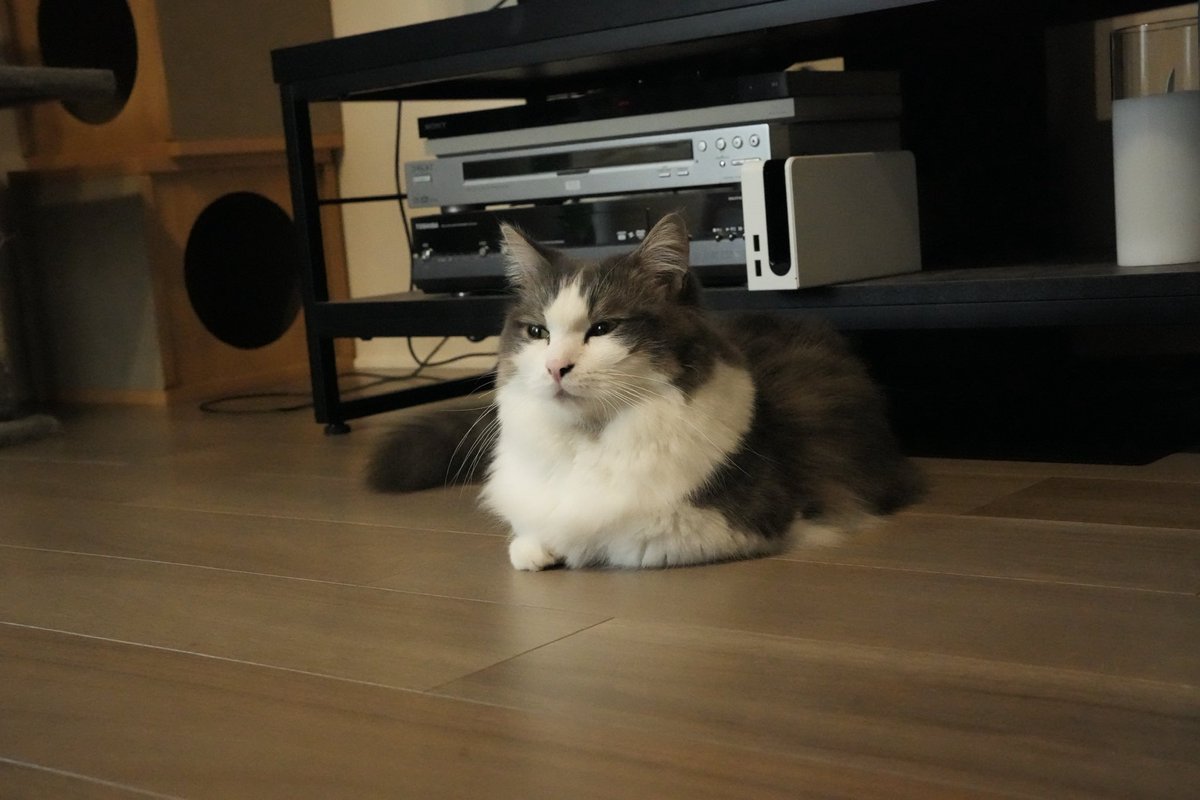 確認用】ちむちゃん( *°ω°* )/ᵗᑋᵃᐢᵏ ᵞᵒᵘ かんちむ@JZX110W偽