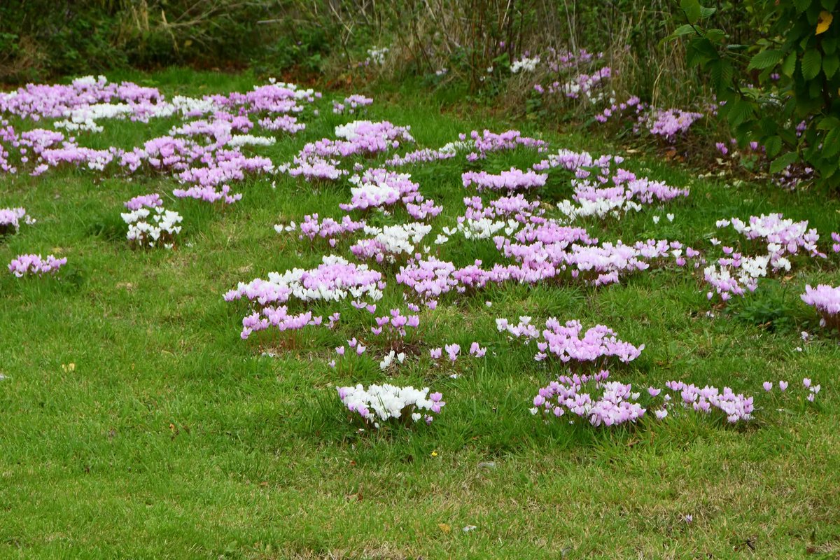 On Friday night 26 September 2025, the Sutterby moth trap was in Stickford churchyard.The moth count was very good for the time of year. Mothing Supremo Beth Dawson (who sets a trap in her garden every night) brought along one of her latest catch, a Clifden Nonpariel.