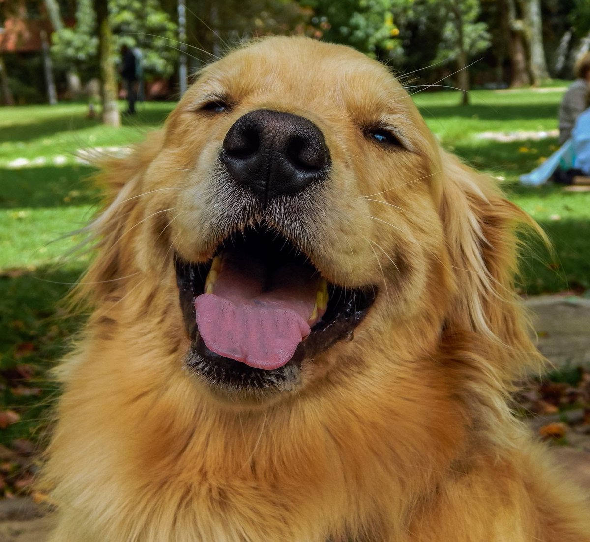 💜🐶
