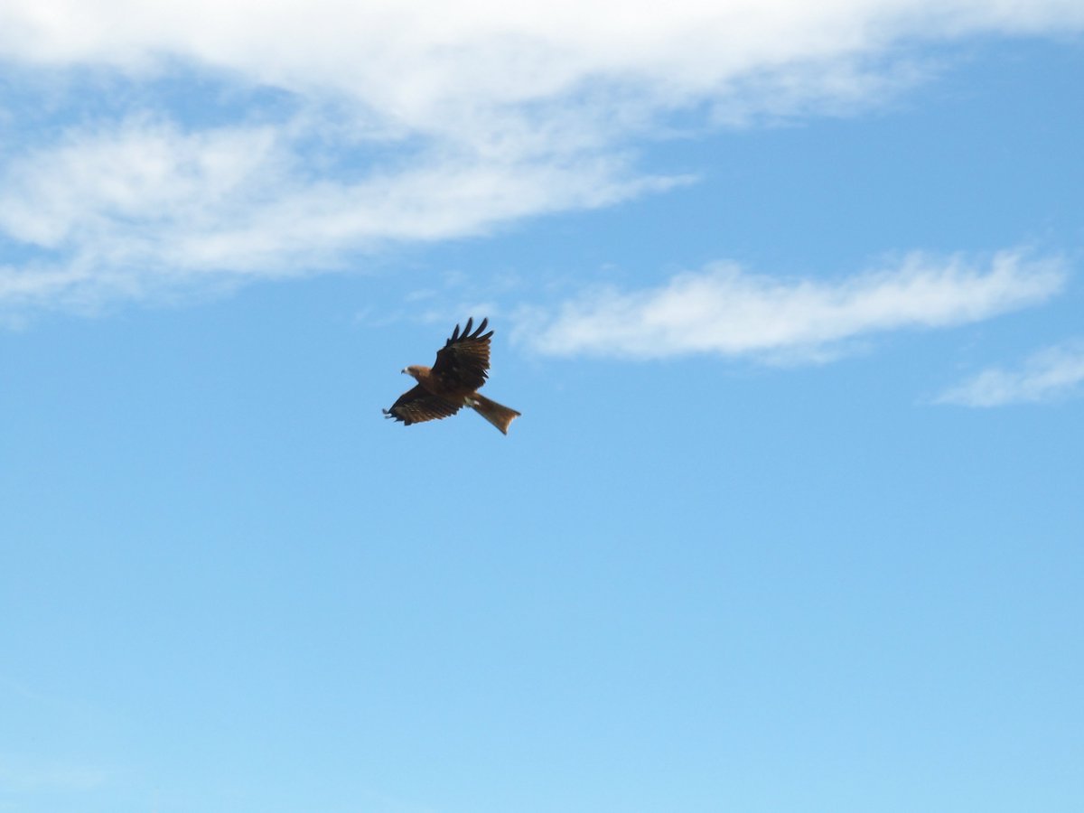 鳥たち。隈なく綺麗なかたちだ。