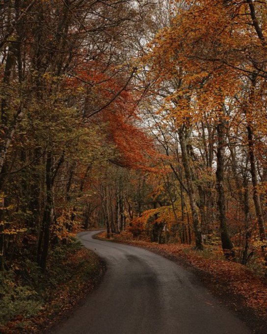 A winding paved road curves through a forest. Trees with autumn foliage in shades of orange, red, and yellow line both sides of the road. Fallen leaves scatter on the ground and among the trees.