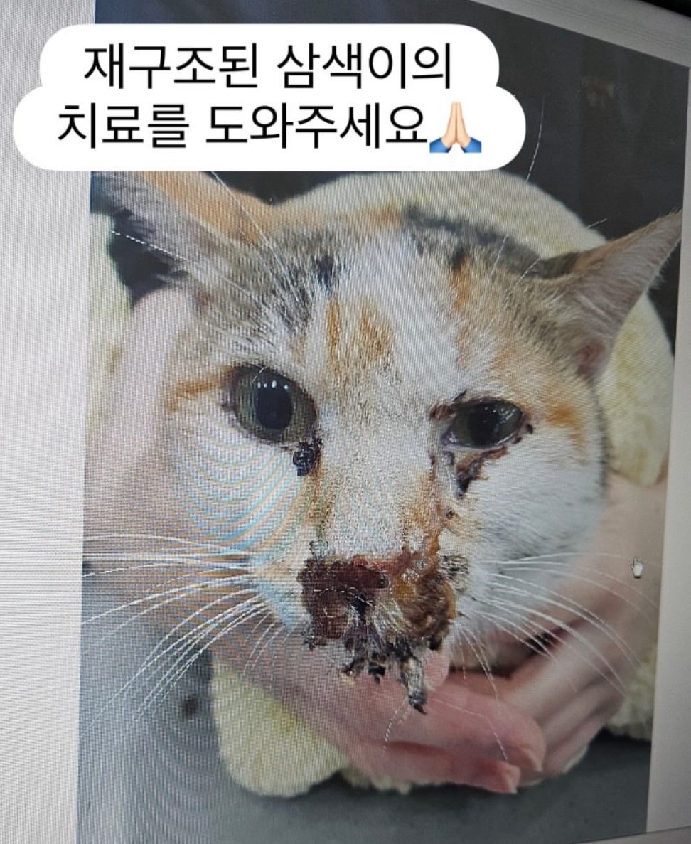 얘들아, 조금만 힘 보태주라.
카카오 3333145193242 ㅈㅇㅈ

보호자 사망으로 방사됐던 아이 찾는글을 며칠전에 봤고 오늘 구조 소식을 들었어. 
방사 후 겁에 질려 몸을 낮추고 있는 사진에 마음이 너무 아팠는데, 며칠만에 아이 건강이 너무 나빠져 병원에 입원 중이래. 언니 마음 찢어진다 진짜.
